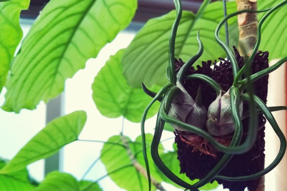 部屋の画像 by Naobonさん | 部屋とウンベラータとブルボーサと着生植物と観葉植物と植物のある暮らしとGS映えとno green no lifeと植中毒と今日の一枚とチランジア属と成長記録とワイルドとエアプランツとエアープランツ/チランジア
