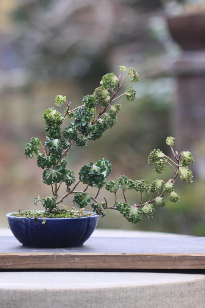 窓辺の画像 by ラヴさん | 窓辺と『もじゃもじゃ植物』コンテストと植物のある暮らしと緑のある暮らししと山野草と今日の一枚と盆栽