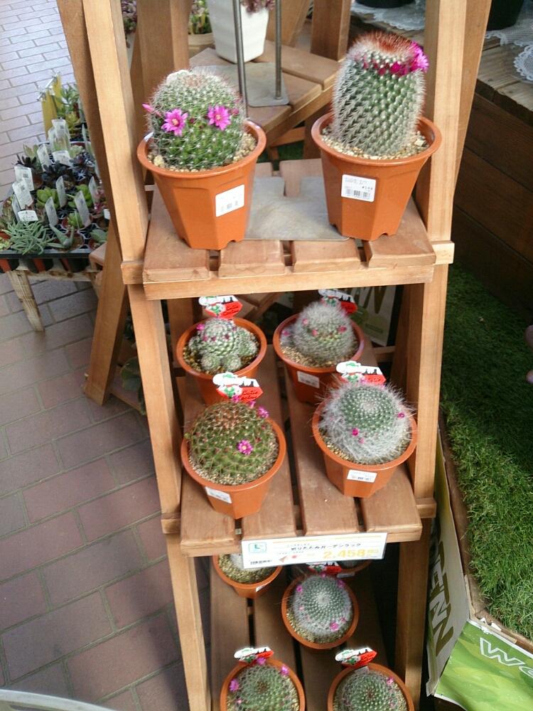 お出かけ先の画像 by ryo(*¨*)さん | お出かけ先と素敵とno green no lifeとかわいいな♡とお花