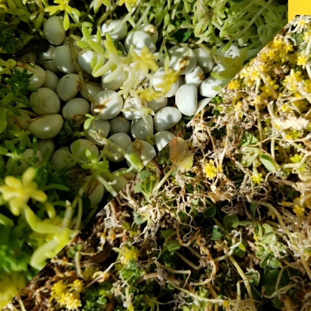 の画像 by みぃさん | 多肉パラダイスと観葉植物と草木の寄せ植えと寄せ植えと小さな花壇と蘭も好きと植中毒と多肉女子と大好き見切り品とタニラーと地植え⤴とナンキンハゼ❁❀と花のある暮らし