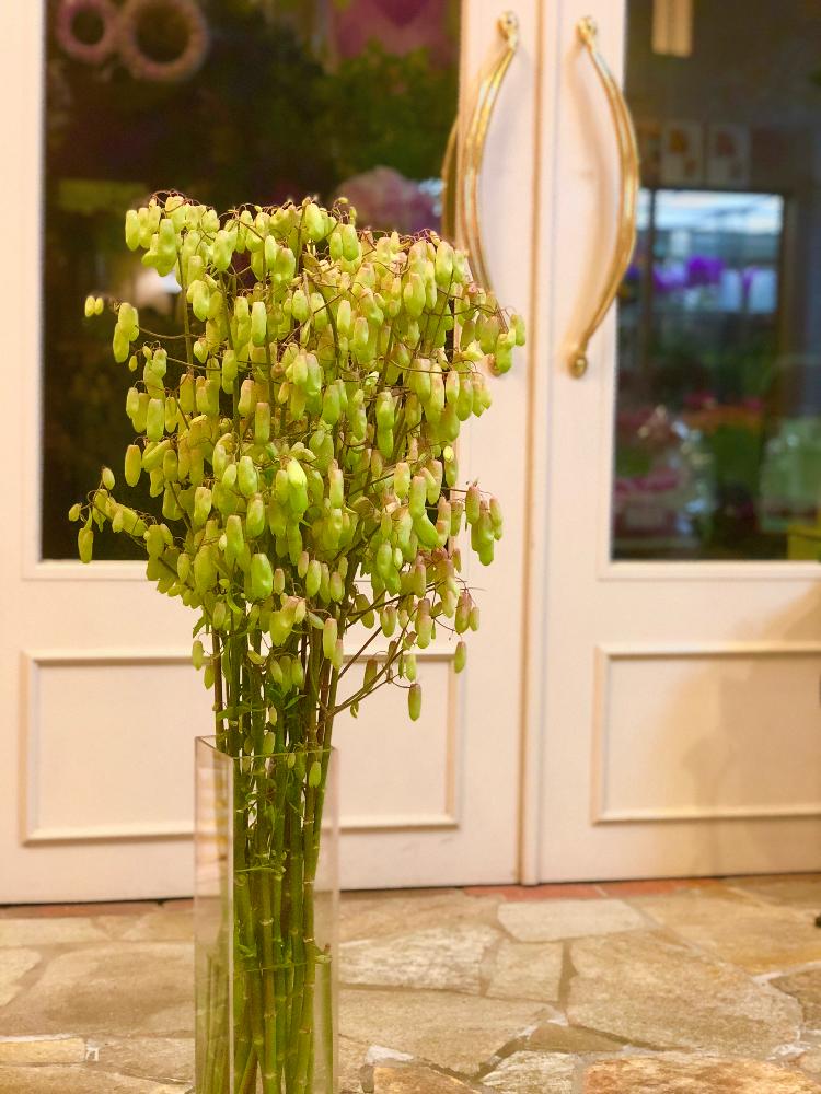 部屋の画像 by 花ののぐちさん | 部屋と『もじゃもじゃ植物』コンテストと癒しとGS映えときれいと花屋と可愛いと花のある暮らしとお花とお花屋さんと神秘的