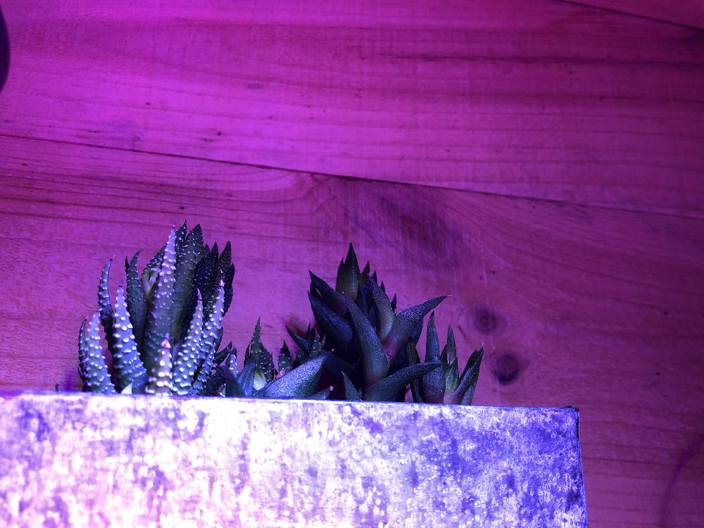 棚の画像 by ミリさん | 棚と多肉植物とボタニカルライフとハオルチア属とno green no lifeと植中毒とM's Plantsと硬質ハオとハオルシア属 とI'm love in it❤︎と北海道と記録用