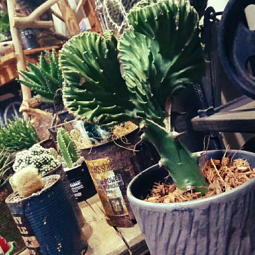 部屋の画像 by junkana415さん | 部屋とジャンク雑貨と植物のある暮らしとサボテン☆とジャンクとanさんリメイク缶と自作リメイク缶
