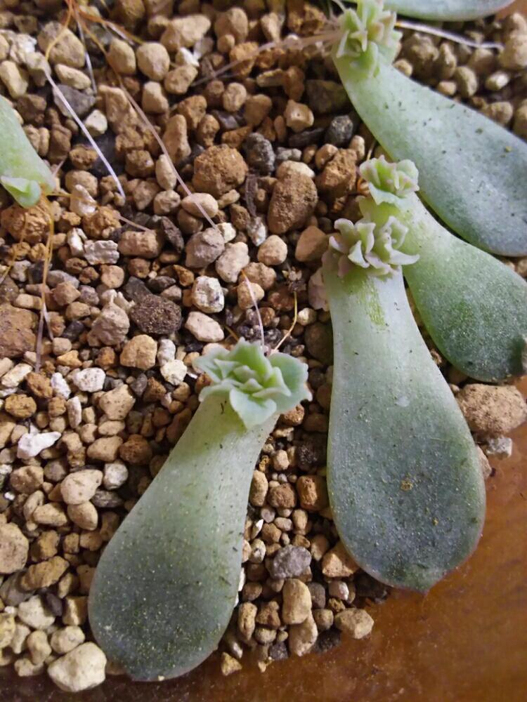 窓辺の画像 by Succulent so cute ♥さん | 窓辺とイードンスノーの葉挿しと多肉植物とスマホ撮影とGS Lifeとボタニカルライフとcute ♥ イードンスノーとso cute garden ♥と葉っぱのある暮らしと葉っぱとチーム大阪とGS映えと多肉植物のある暮らしとno green no lifeとenjoy botanical life ♥とおきにいりとsucculent so cute ♥とGS影響ときれい~✴とエケベリア属とチームグリーンとガーデニングと多肉生活とgreenとかわいいとベンケイソウ科とお気に入り♥と色がキレイとかわいいな♡とSucculent Lifeと加工なしとGS萌え~✴とenjoy succulent life ♥と葉挿しと多肉初心者と多肉コレクション♥とsucculent plantsと葉っぱlove♥とGSタイムとsucculentとsucculent love ♥