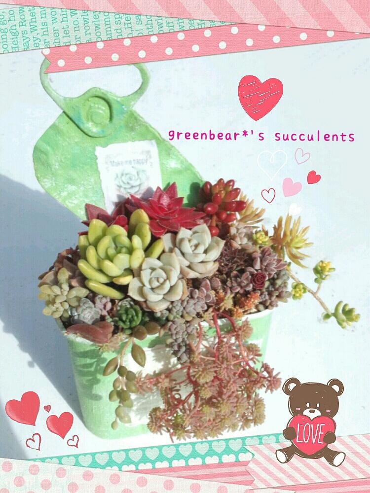 小さな庭の画像 by greenbear*さん | 小さな庭と多肉植物いろいろと多肉植物の寄植えと多肉植物と植物のある暮らしとリメ缶とHandmadeとリメ缶 手作りリメイク缶とGS映えと多肉のある暮らしと植中毒と可愛い多肉ちゃん❤︎とハンドメイドリメ缶と多肉女子とタニラーと成長記録とかわいいな♡とロザリアンと多肉寄せ植えと多肉初心者