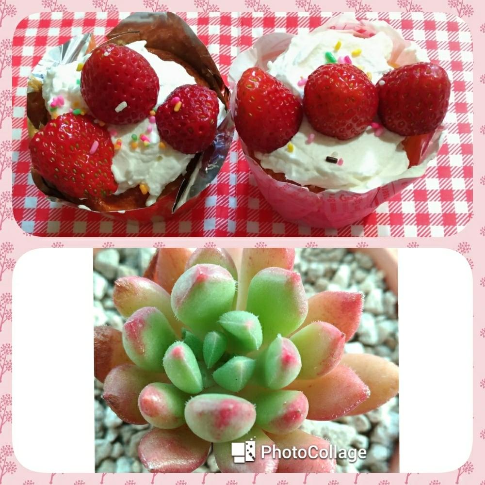 キッチンの画像 by 裕子~ellie cranc~さん | キッチンとエケベリアと手作りと植中毒と多肉植物とエケベリア属