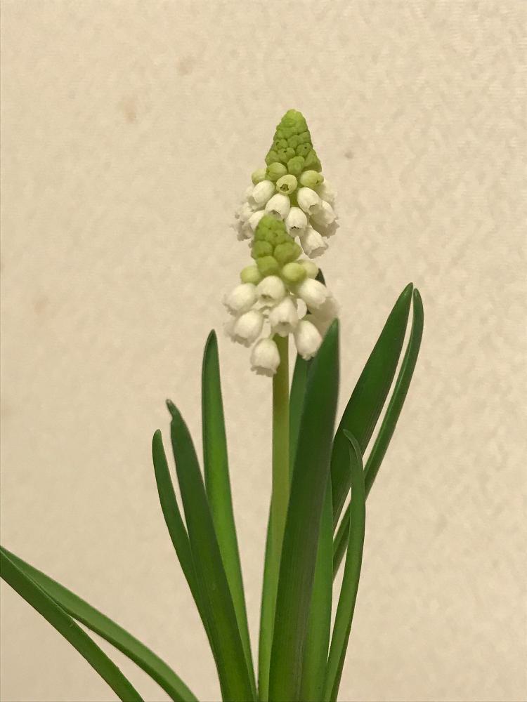 部屋の画像 by 有明の春さん | 部屋と『白色植物』コンテスト