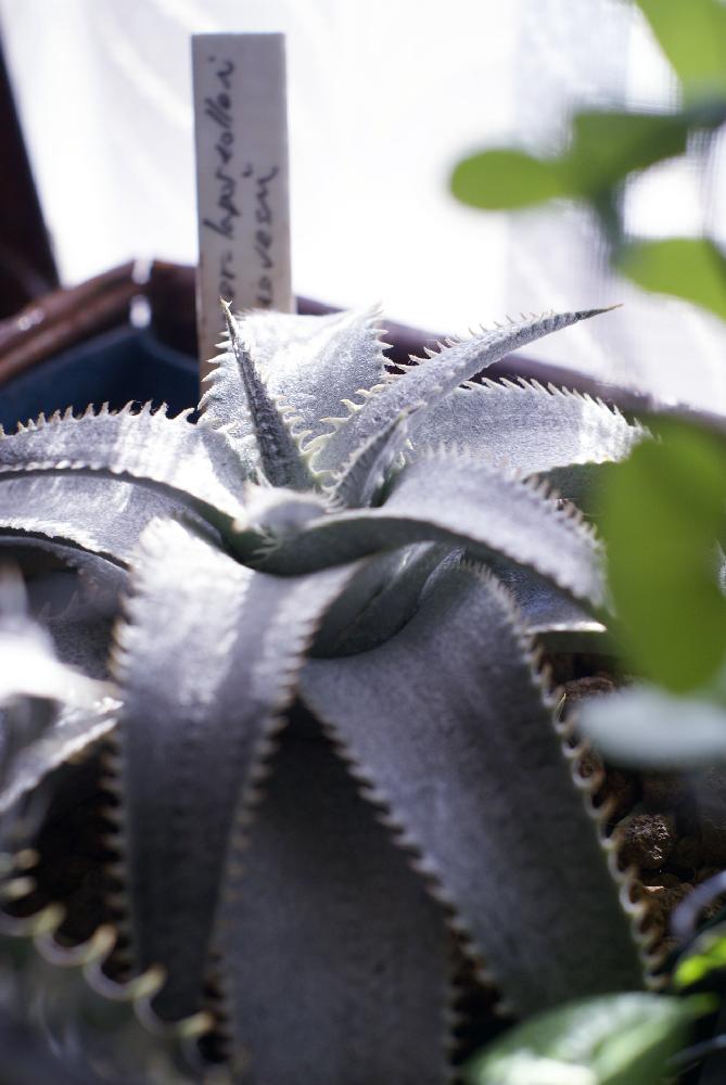 部屋の画像 by to_tanさん | 部屋とブロメリアとマルニエルラポストレイエステべシーと植中毒とMLEとDyckia