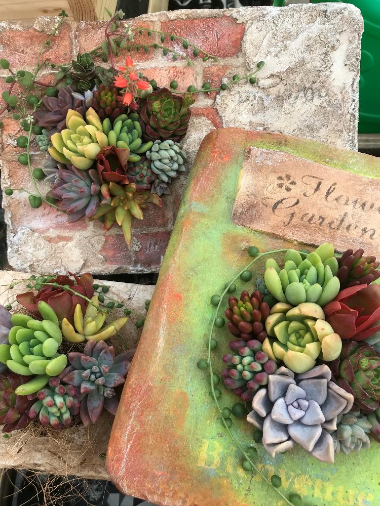 インテリアの画像 by BLUE LEAFさん | インテリアとモルタル造形と多肉寄せ植えWSとGS映えと植中毒とBlueLeaf♥とリメ缶・リメ鉢とタニラーと花のある暮らしとBLUE LEAFと多肉雑花屋BLUELEAFと多肉寄せ植えと多肉雑花 BLUE LEAFと多肉寄せ植えワークショップと宮城多肉販売と俺の多肉植物とバルコニスト