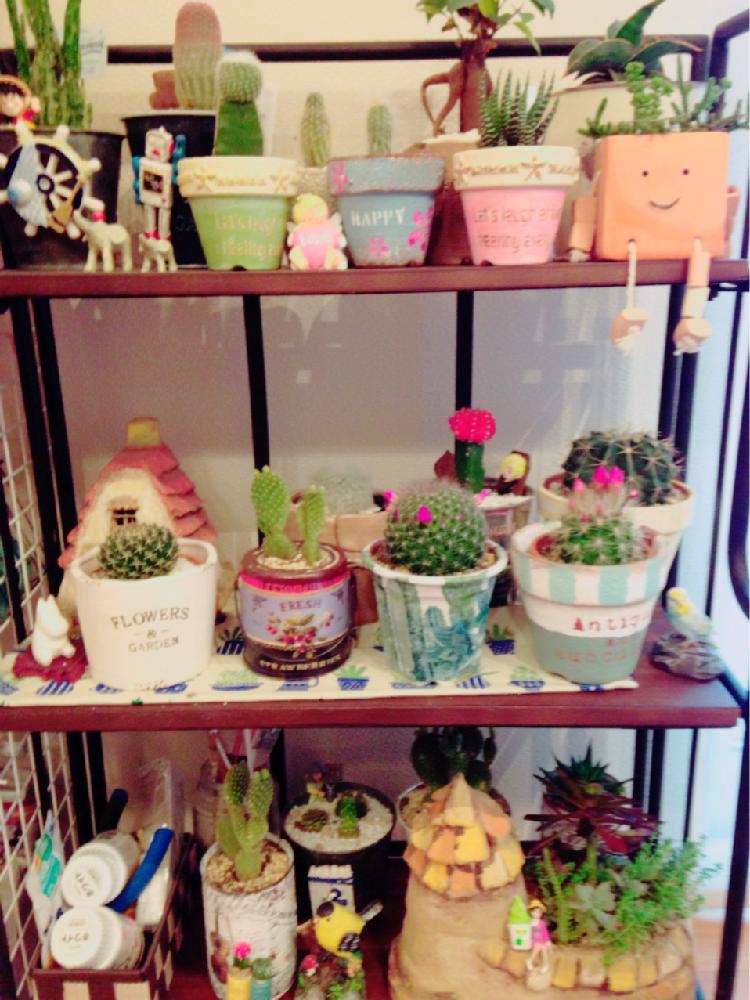 部屋の画像 by nahonaho⭐️さん | 部屋とサボテン棚と『ジャンクグリーン』コンテスト