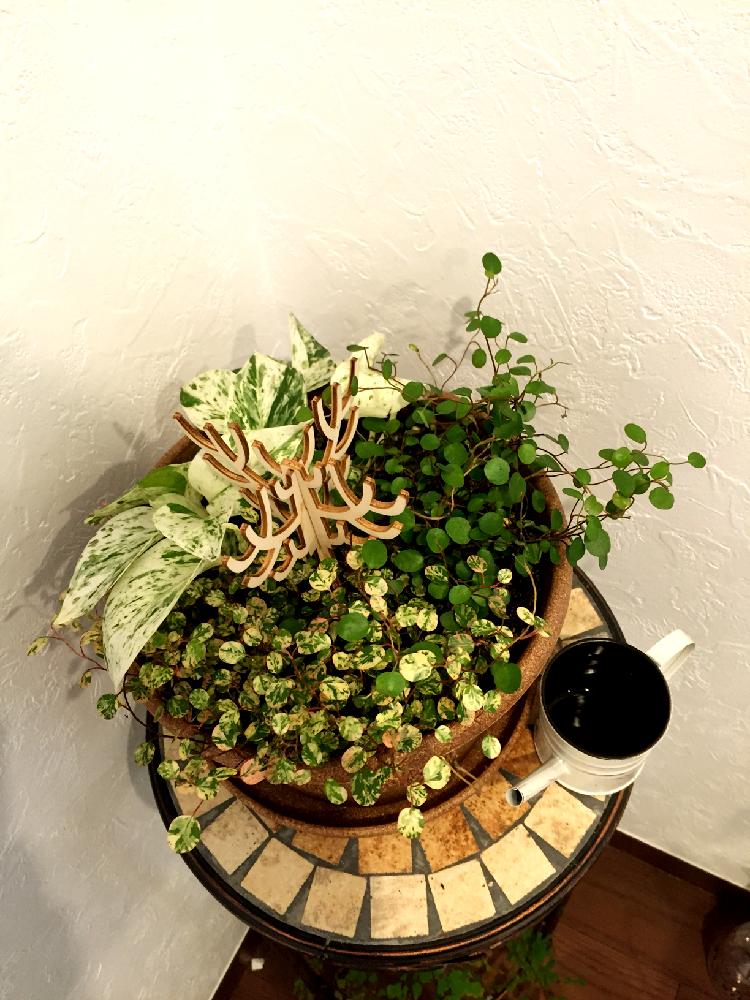 部屋の画像 by はるさん | 部屋と斑入りワイヤープランツとワイヤープランツと斑入りポトス
