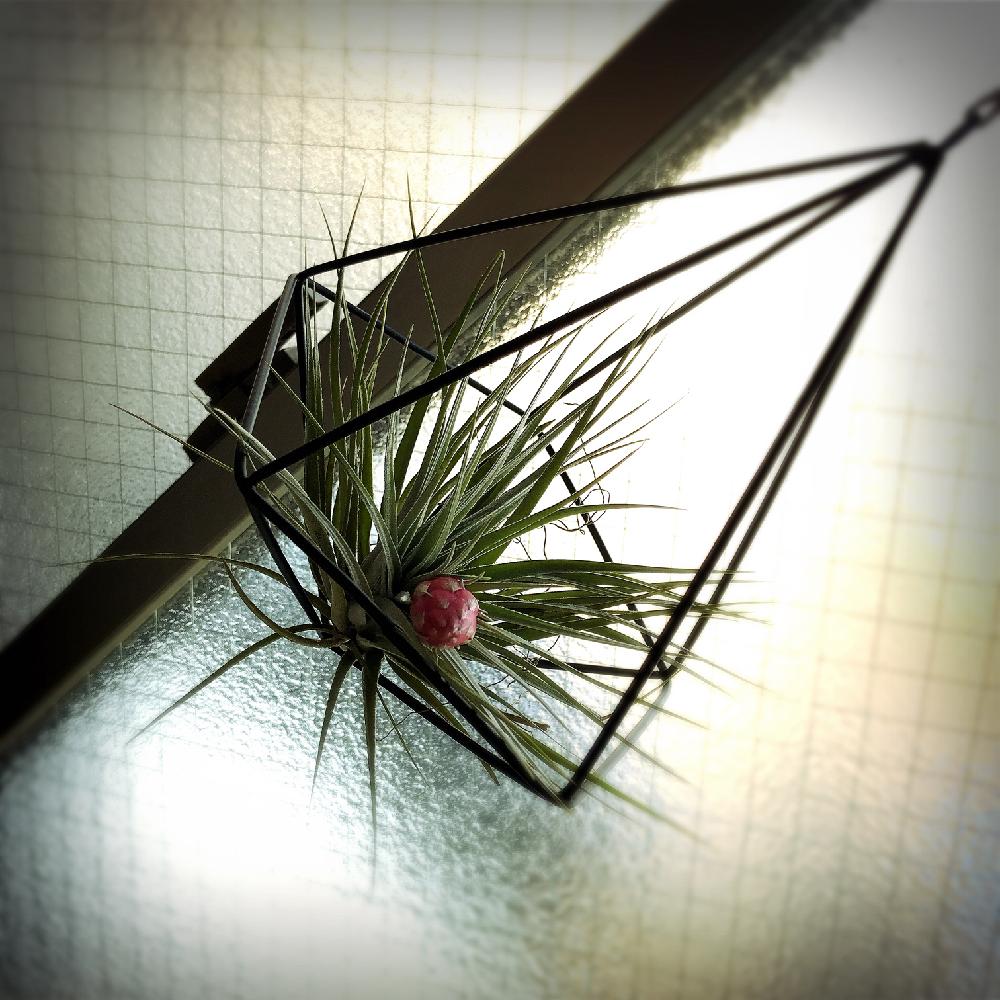 部屋の画像 by Saejimaさん | 部屋とコットンキャンディーとエアープランツ☆と銀葉種とGS映えと植中毒とチランジアコットンキャンディーとお仕事行く前に♡と美しい銀葉と花のある暮らしと銀葉と乾燥に強いとエアープランツ/チランジア