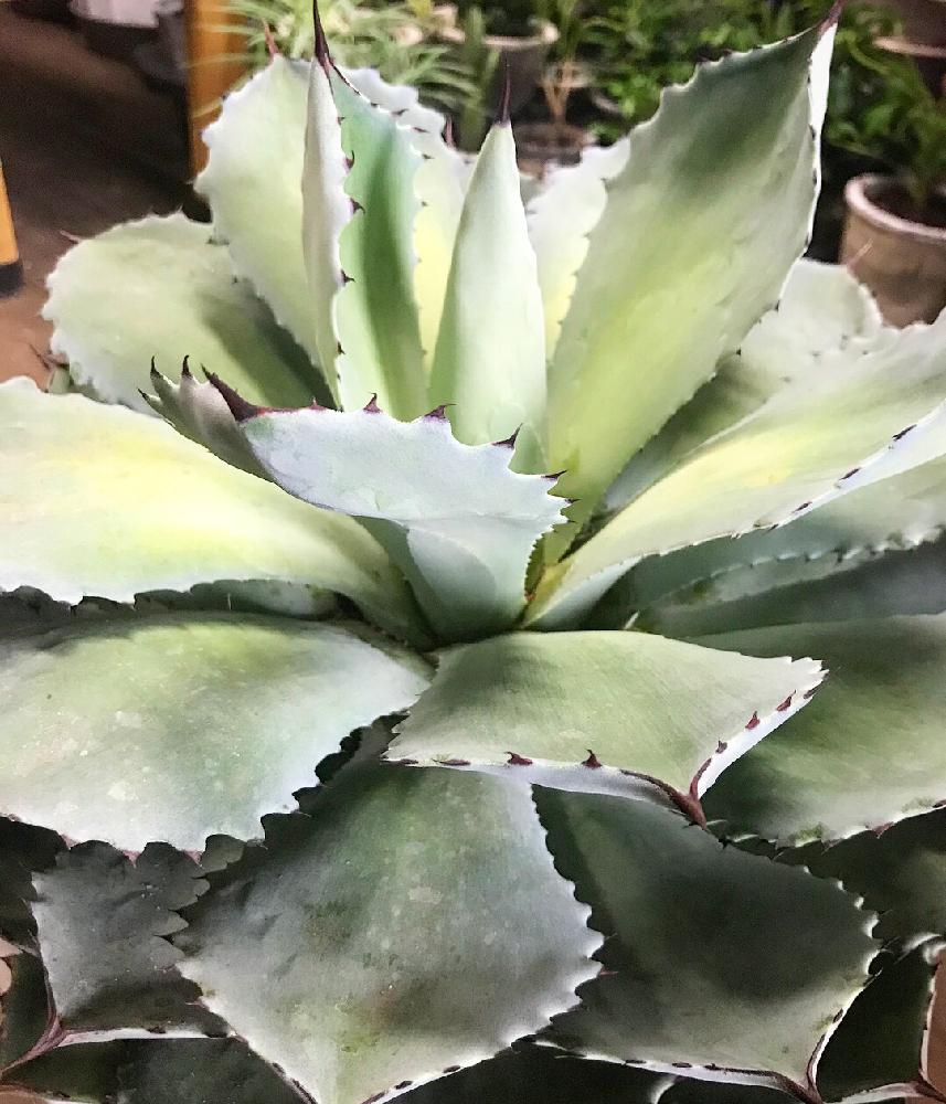 広い庭の画像 by グリーン ワークス・ボガさん | 広い庭と観葉植物を楽しむと多肉植物と観葉植物とグリーンのある暮らしと植中毒と今日の一枚と緑のある暮らしとタニラーとGreen Works 懋芽と観葉植物専門店と観葉植物京都とアガベ属