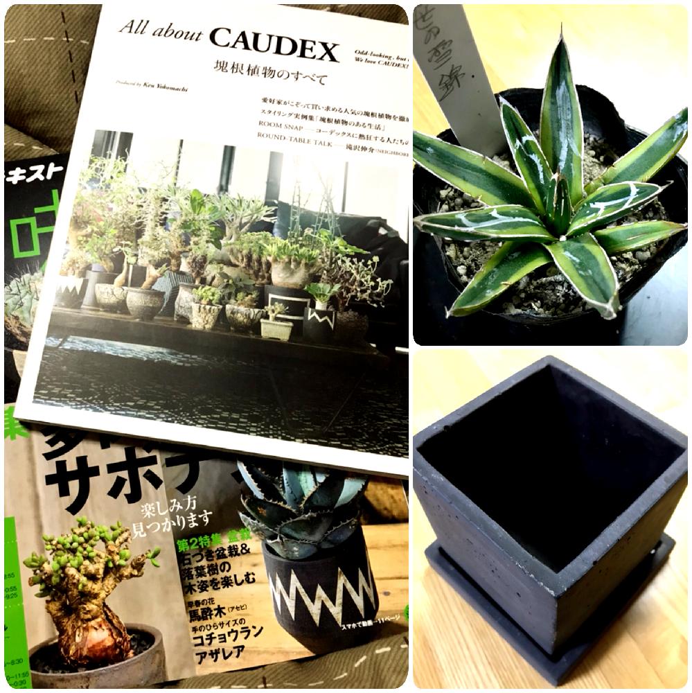 部屋の画像 by エレファンティペスさん | 部屋と趣味の園芸と塊根いろいろとコーデックス達とAll about CAUDEX 塊根植物のすべてとアガベと笹の雪錦と黒角鉢とアガベ・笹の雪と塊根とコンクリート鉢とGS映えとコーデックスとCaudexと植中毒と大きくな〜れ!と塊根植物とタニラーと珍奇植物と斑入り。とビザールプランツと多肉多肉多肉とアガベ属とバルコニスト