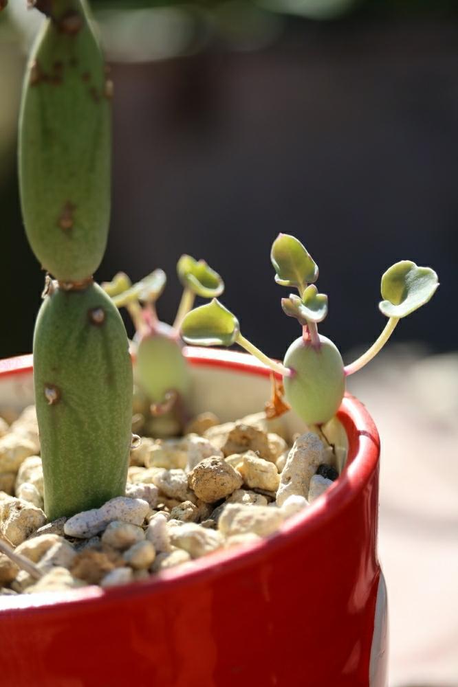 小さな庭の画像 by ボブさん | 小さな庭と多肉植物とHTCと植物のある暮らしと多肉植物のある暮らしとかわいいと癒される❣️と多肉自慢と 七宝樹と未知との遭遇