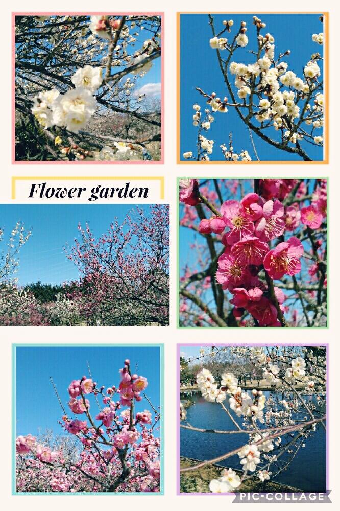 お出かけ先の画像 by フラワーさん | お出かけ先と神奈川タニラーとGS映えと植中毒と梅の花赤と白と今日の花とタニラーとゆるキャラ倶楽部と花のある暮らしと小田原フラワーガーデンと多肉初心者