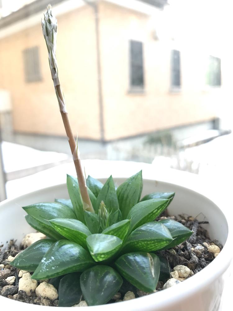 窓辺の画像 by ちゃーさん | 窓辺と玉緑と多肉植物と冬の多肉植物とハオルチア属と多肉の花芽と植中毒と緑のある暮らしと多肉女子とタニラーと花のある暮らし