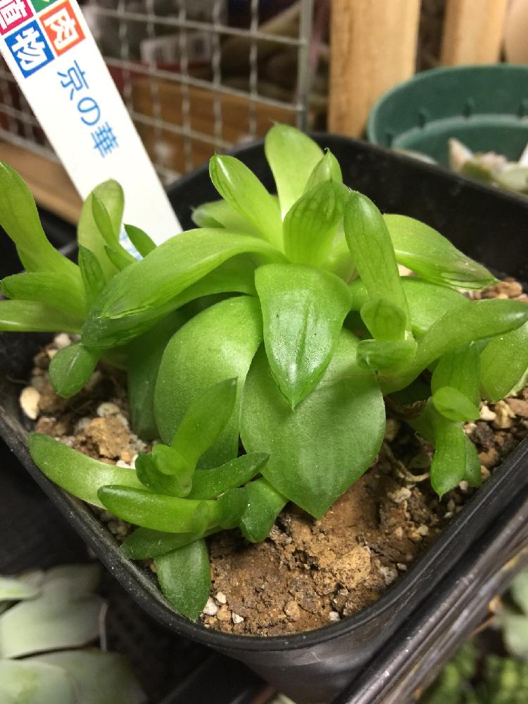 部屋の画像 by ToniyMamaさん | 部屋と京の華とハオルチア 京の華と多肉植物とタニパトと多肉中毒❤️とハオルチア属とおひとり様♡と我が家の多肉スペースと植中毒と絶賛増殖中❗️と新潟市と多肉女子とスカスカ、ガチガチの土とタニラーと植え替えたいと癒し…♡と植え替え決定!と永遠の初心者とお気に入り❤と室内管理とsucculent