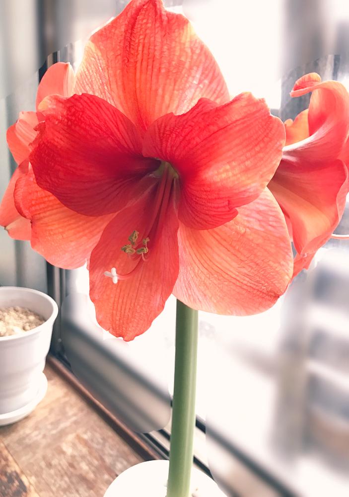 窓辺の画像 by コルリさん | 窓辺とアマリリスとアマリリス♪と球根植物と花のある暮らし