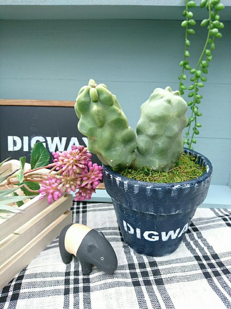 小さな庭の画像 by DIGWAYさん | 小さな庭と多肉植物とサボテンとサボテン科と多肉植物と福禄寿♪