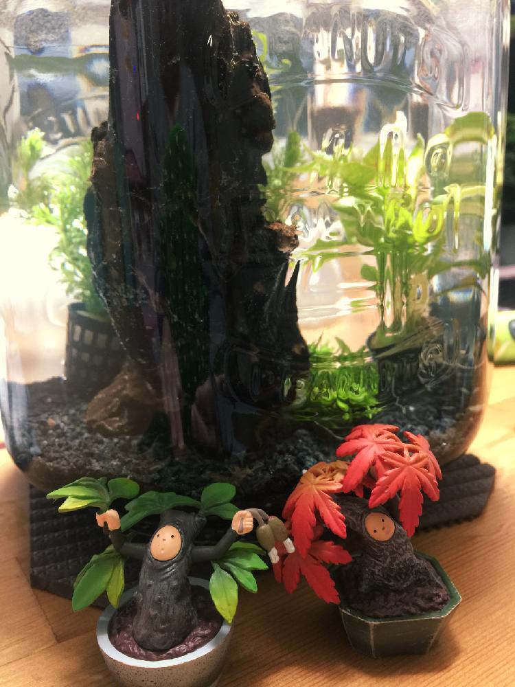 部屋の画像 by パンダ人間さん | 部屋とHTCと観葉植物と多肉大好きと盆脳とGS映えと植中毒と多肉女子とタニラーと素敵な出会いに感謝と成長記録と感謝❤️と花のある暮らしと盆栽とHTC社員No.150とむぎゅ〜(*≧∀≦*)と記録用とバルコニスト