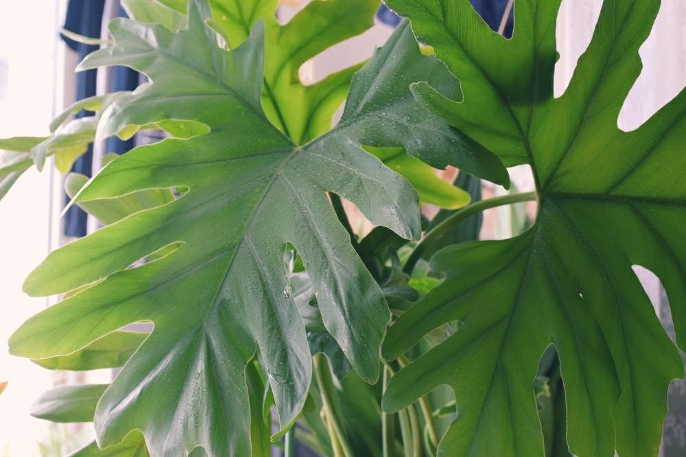 窓辺の画像 by 日和さん | 窓辺とセロームと北海道と寒さに負けないと日陰と観葉植物