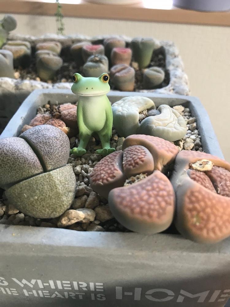 窓辺の画像 by こまねこさん | 窓辺とリトープスと多肉植物とコポーと寄せ植えと成長記録とかわいいとカエルと幸せな時間と脱皮中