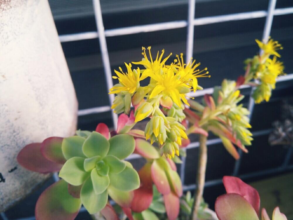 バルコニー/ベランダの画像 by ぷにゃあさん | バルコニー/ベランダと多肉植物とグリーンのある暮らしと花が咲いたと 薄化粧と植中毒とお日様の力とタニラーとガーデニングと花のある暮らしとかわいいとバルコニスト