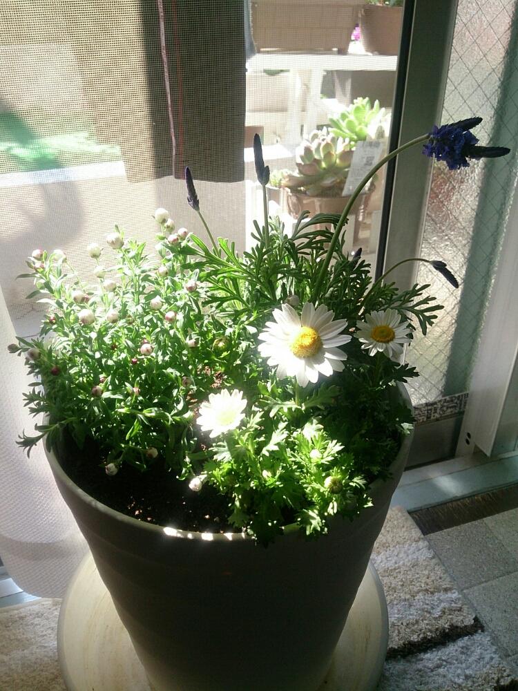 窓辺の画像 by ryo(*¨*)さん | 窓辺とレースラベンダーとクリサンセマム.スノーランドと花かんざしと綺麗〜❤️と寄せ植えとno green no lifeとお迎え❤︎と蕾(*´ ˘ `*)とお楽しみ❀.(*´▽`*)❀.とお花とかわいいな♡と素敵