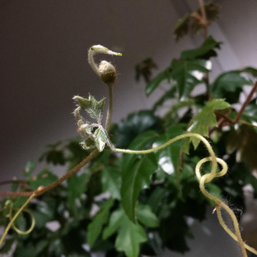 部屋の画像 by maruさん | 部屋とエレンダニカと観葉植物とキュンキュン乙女倶楽部と新芽萌え♡