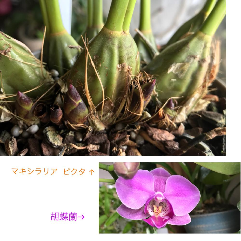 窓辺の画像 by さちこさん | 窓辺とマキシラリア ピクタと胡蝶蘭とマキシラリアとコチョウランと洋蘭とラン科と植中毒とコチョウラン。と洋ランとマキシラリア属と花のある暮らし