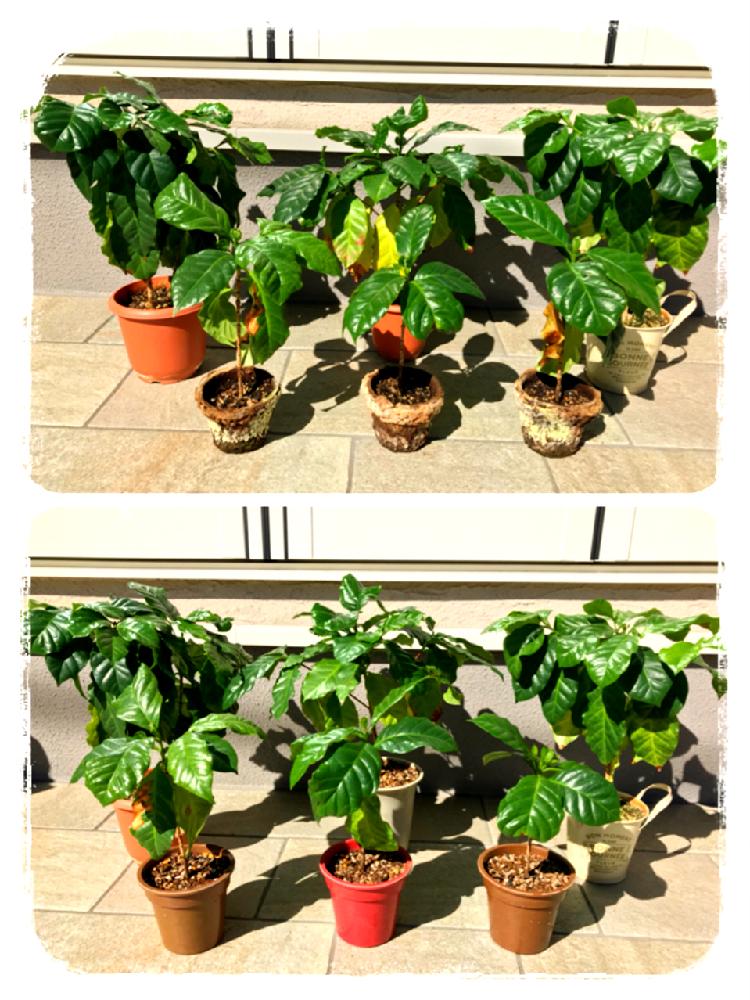 テラスの画像 by さくらさん | テラスとチビコーヒー達とコーヒーの木とHTCとマザーコーヒーとlove♡leafと植中毒とgreen green greenとワッサーとコーヒー実生とLovely♡と研究!と(° ꈊ °)✧˖°オホッ!といい色♡と新芽