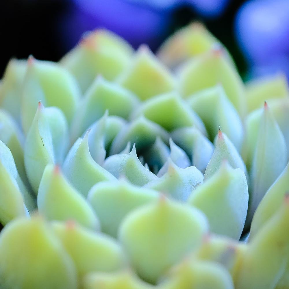 バルコニー/ベランダの画像 by ピッチさん | バルコニー/ベランダと多肉植物とGS映えとエケベリア属とタニク男子と多肉エケベリア とタニラーとエケベリアルシンダとタニクちゃんと多肉植物 エケベリアと等倍マクロ撮影