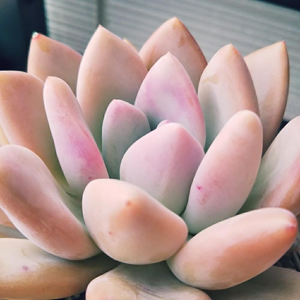 小さな庭の画像 by **tomoさん | 小さな庭とオパリナと多肉植物と植中毒と今日の一枚と多肉女子と多肉植物の紅葉