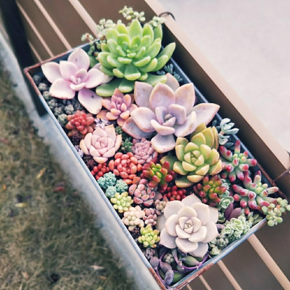 小さな庭の画像 by **tomoさん | 小さな庭と紅葉する多肉と多肉植物寄せ植えと植中毒と今日の一枚と多肉女子と多肉寄せ植え