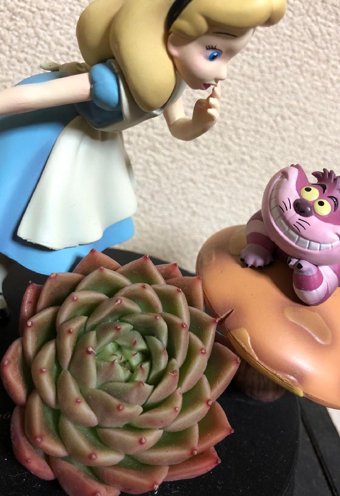 窓辺の画像 by でぢゃぶぅさん | 窓辺とスパイシーと人生、山あり多肉あり♡と団子より花でしょ〜と多肉貧乏と植中毒とタニラーと多肉フェチ❤︎