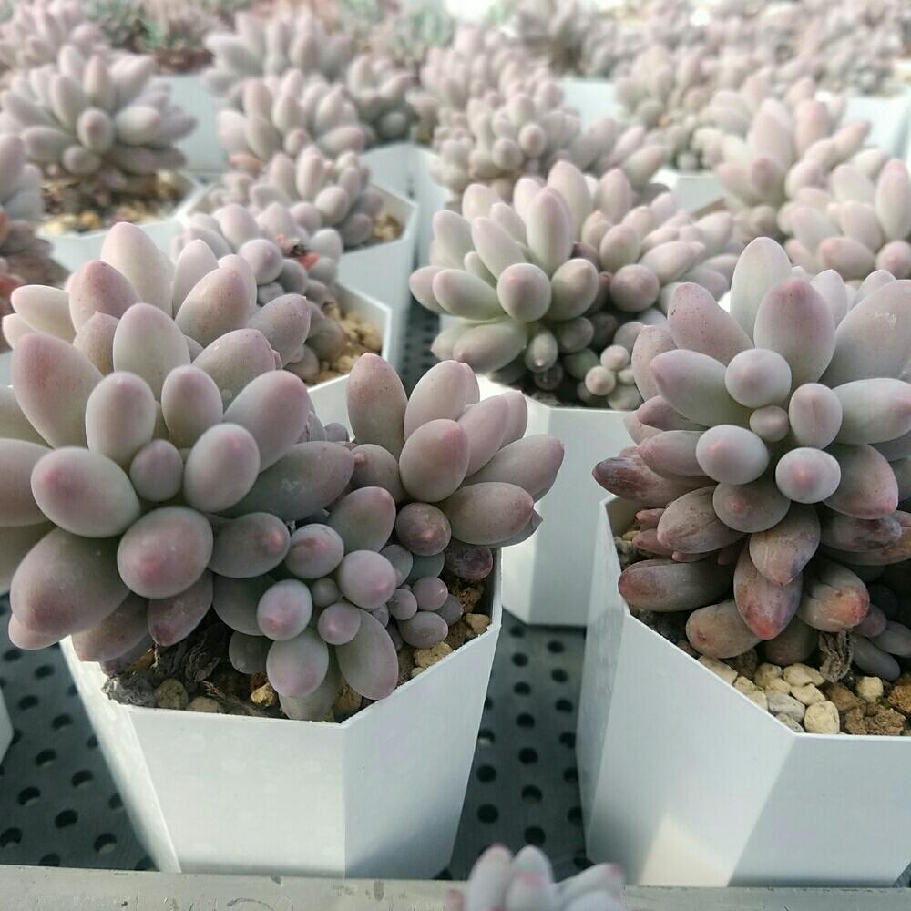 畑の画像 by bizarrefarmさん | 畑とプランツとbfとGardenと植物のある暮らしと吉見町と韓国苗販売とbizarrefarmと癒しとビザールファームとbotanicalと植物とさいたまとsucculentgardenとさいたま正規取扱店とパクさん苗と花のある暮らしと花歌農場とnogreennolifeとグリーンとitemとsucculent