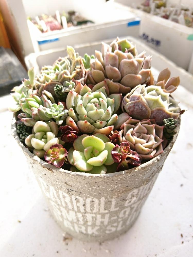 小さな庭の画像 by うぽさん | 小さな庭と多肉植物といとおしい植物の表情フォトコンと植中毒とタニラーと可愛いと花のある暮らしと多肉寄せ植えと我が家の室内組