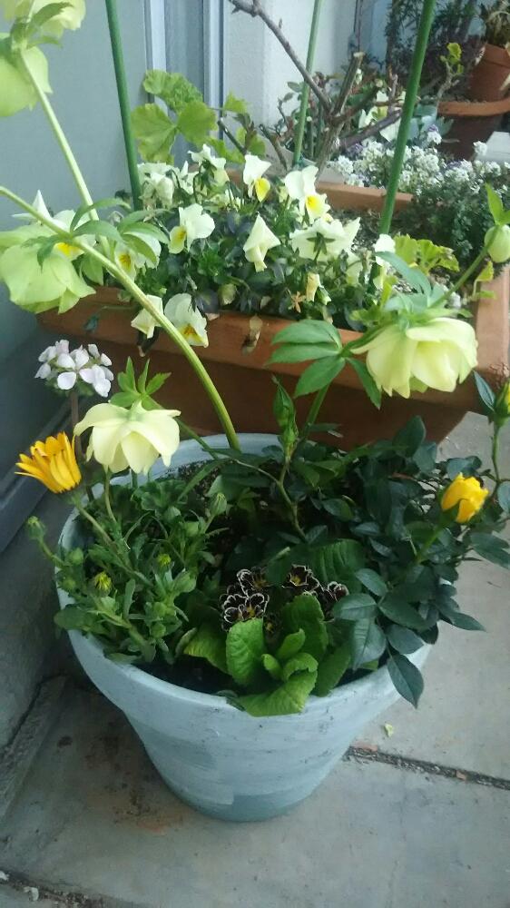 バルコニー/ベランダの画像 by muguet11さん | バルコニー/ベランダと植中毒と クリスマスローズと薔薇たちと花のある暮らしと薔薇が素敵と薔薇♪と洋風テイストとバルコニスト