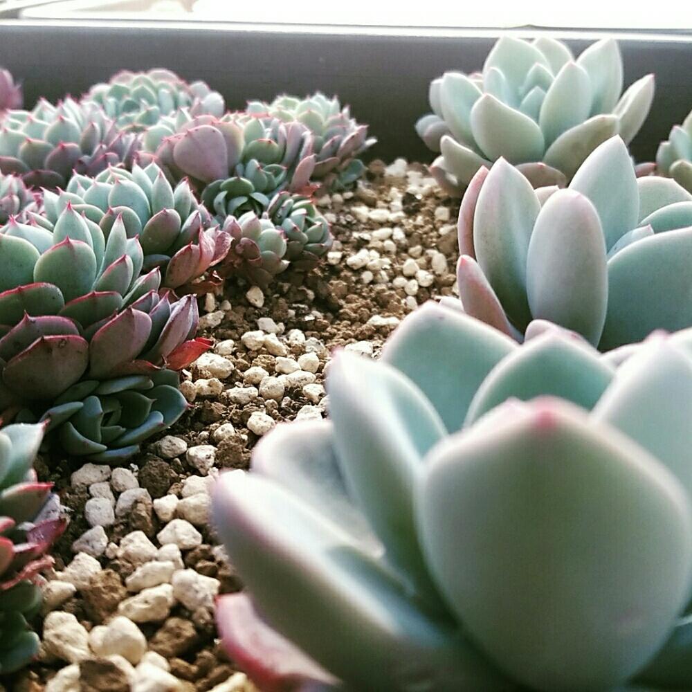 畑の画像 by bizarrefarmさん | 畑とプランツとGardenと植物のある暮らしと吉見町と道の駅と韓国苗販売とジャンクとbizarrefarmとビザールファームとbotanicalと植物とbizarreとナチュラルとsweetとさいたまとsucculentgardenとさいたま正規取扱店とパクさん苗と韓国苗と花歌農場といちごの里よしみとnogreennolifeとグリーンとitemとsucculent