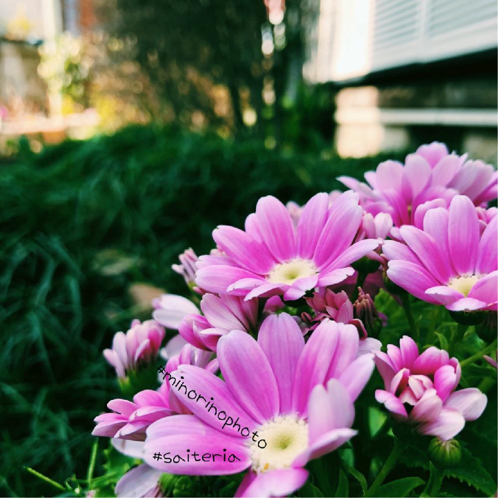 小さな庭の画像 by richrichさん | 小さな庭とサイネリアとminorinophotoと写真とピンクの花と植物とwelcomeとspringとまだまだ初心者とかわいいと玉ボケとお花の目線と写真スポット