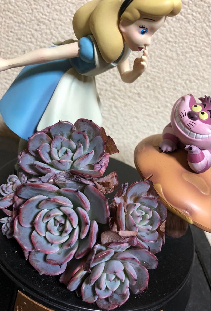 窓辺の画像 by でぢゃぶぅさん | 窓辺と人生、山あり多肉あり♡とラウレンシス群生と団子より花でしょ〜と多肉貧乏とGS映えと植中毒とタニラーと多肉フェチ❤︎