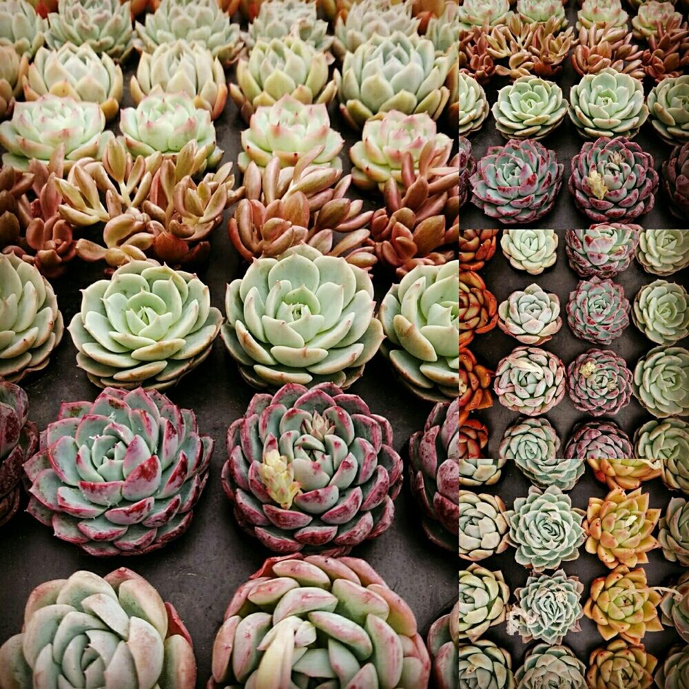 畑の画像 by bizarrefarmさん | 畑とcactusと植物のある暮らしと極美多肉とbizarrefarmとビザールファームとbotanicalと植物とbizarreとplantsとさいたまとsucculentgardenとさいたま正規取扱店とパクさん苗と韓国苗とgreenと花歌農場といちごの里よしみとnogreennolifeとitemとsucculent