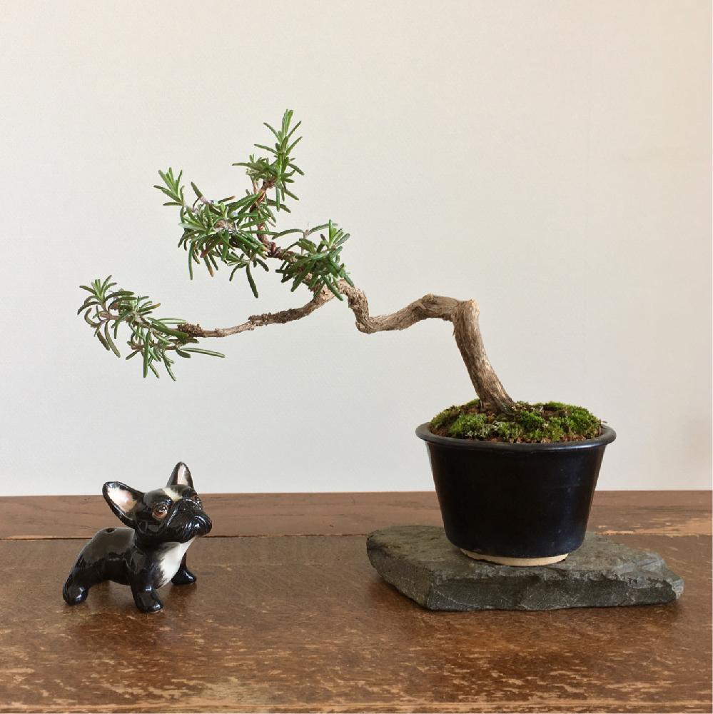 部屋の画像 by Amelieさん | 部屋と和の趣と挿し木と植え替えと和の心とハーブと春の花!と鉢植えと小品盆栽と盆栽とbonsaiと ローズマリー