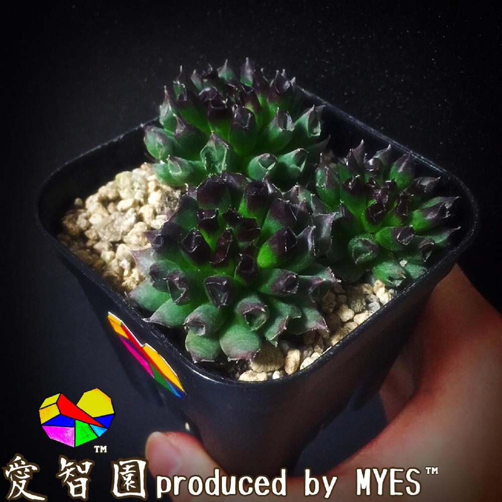 テラスの画像 by 愛智園 produced by MYES™️さん | テラスと百恵と愛智園と多肉植物とカッコいいと男前植物とボタニカルライフとオシャレと多肉ちゃんと直射日光とセンペルビウム属と植中毒と綺麗と多肉植物とサボテンとタニラーと花のある暮らしと個性的とアウトドアリビングと耐寒性とMYES™️と男前とバルコニスト