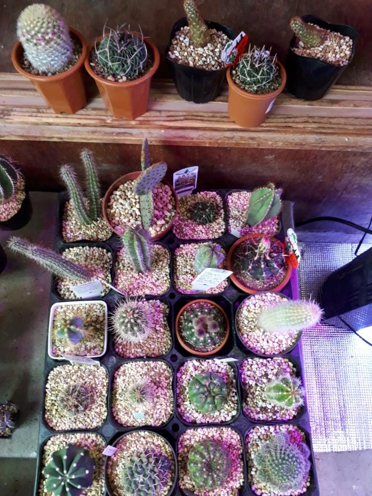 部屋の画像 by タロウさん | 部屋とサボテン科と植物男子とマミラリア属 黄金司と植中毒とタニク男子とタニラー
