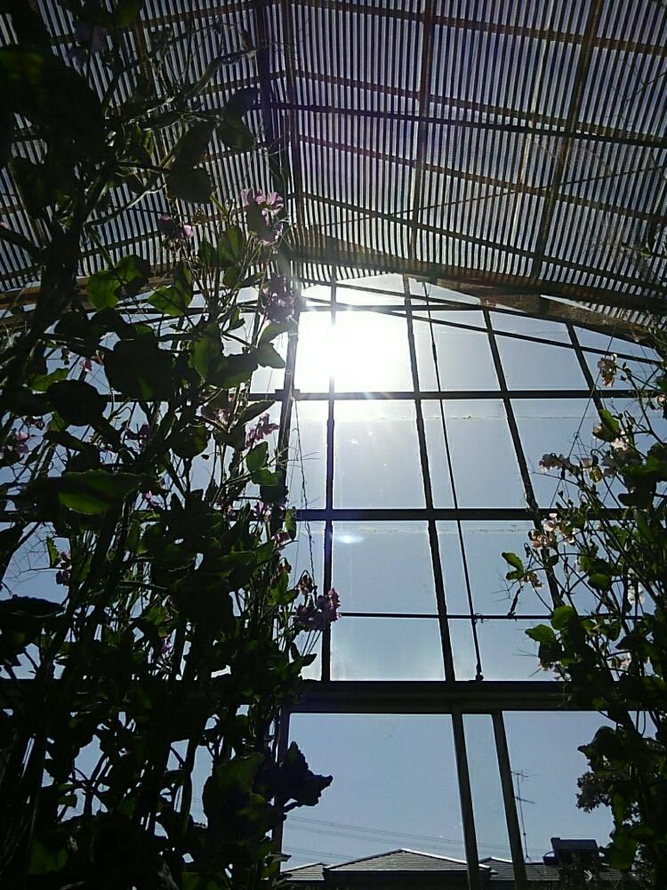 畑の画像 by みほっこさん | 畑とHTCとスイートピー生産者と早起き倶楽部と花農家と温室の花とスイートピーの温室とゆるキャラ倶楽部と多肉初心者とHTC 社員No.206と3.11