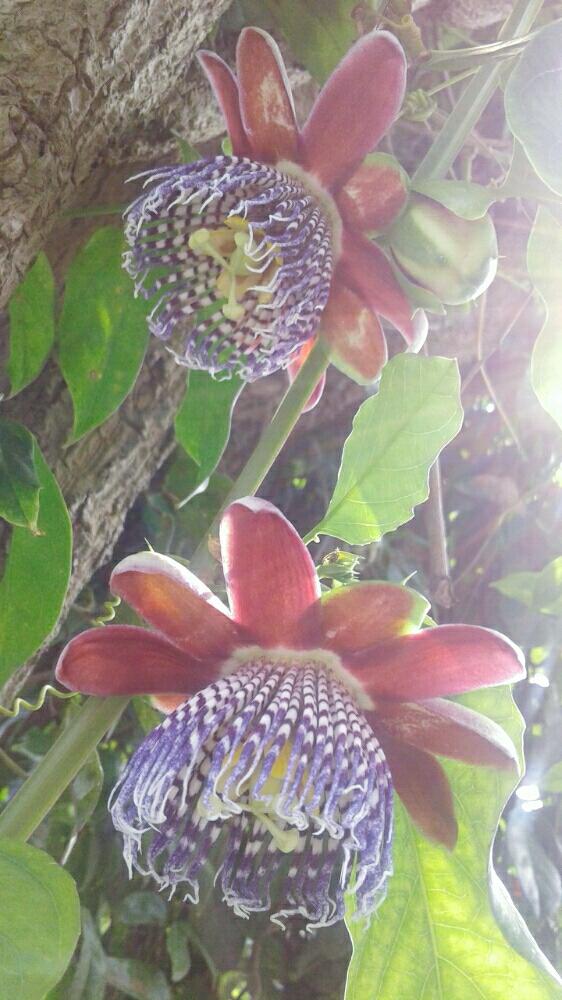 広い庭の画像 by matisiaさん | 広い庭とPassiflora alataと熱帯果樹とチェンマイとトロピカルフルーツと果樹と食べられると亜熱帯果樹と楽しい家庭果樹と美味しいと南国フルーツとGS映えと熱帯花木と果物とくだものと植中毒と観賞兼用果樹と家庭果樹とタネ採取と珍奇植物と花のある暮らしと熱帯植物といい香り♡とタイでガーデニングとフルーツと良い香りと300いいね!