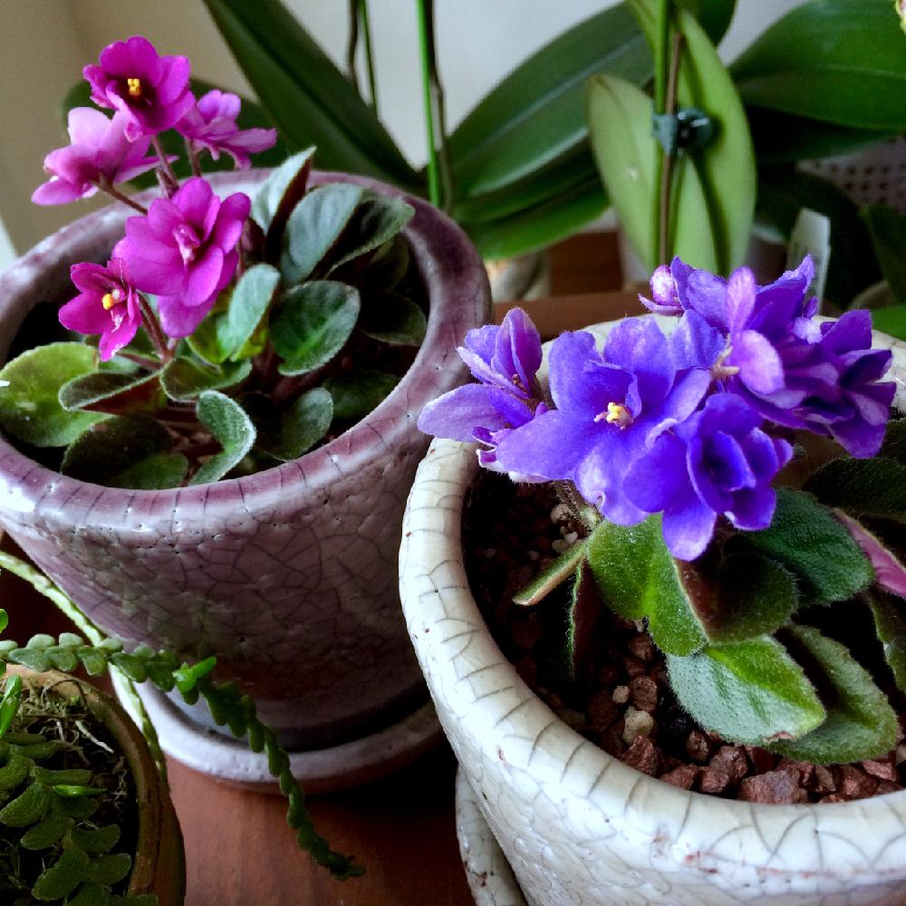 部屋の画像 by えむもとさん | 部屋と多肉植物とムラサキの花と今日のお花とピンクと花のある暮らしとセントポーリア ミニチュア種