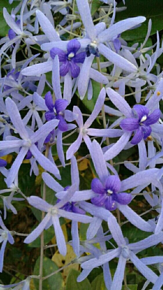 広い庭の画像 by matisiaさん | 広い庭とPetrea volubilisとチェンマイとGS映えと熱帯花木と植中毒と花のある暮らしと熱帯植物と祈りと鎮魂とタイでガーデニングと東日本大震災と3.11と300いいね!